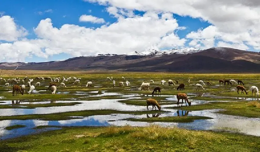 Tour Puno to Cusco by Bus with Peruvian Cuisine