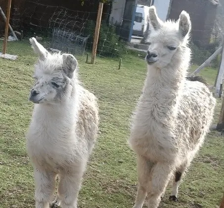 Wildlife Sanctuary tour with Condor flying